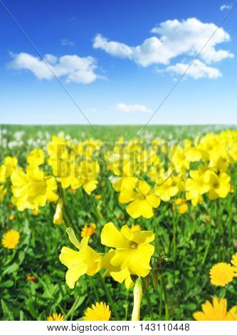 Yellow clover field and blue sky with fluffy clouds. Spring landscape.
