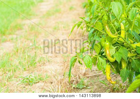 Organic Green Chilies Growing Outside As Eco Farming Concept