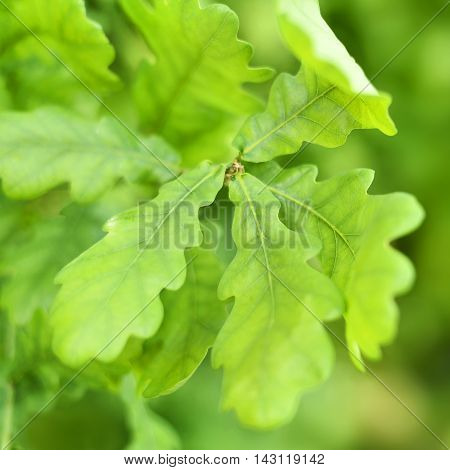 Fresh, green oak leaves with selective focus and copy space. Nature background.