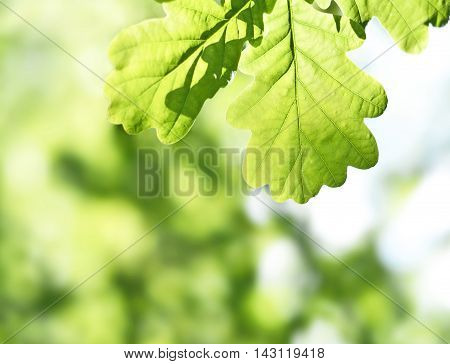 Fresh, green oak leaves with selective focus and copy space. Nature background.