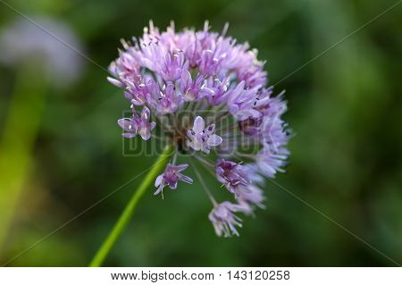 Flowers of a witch garlic plant (Allium carinatum).
