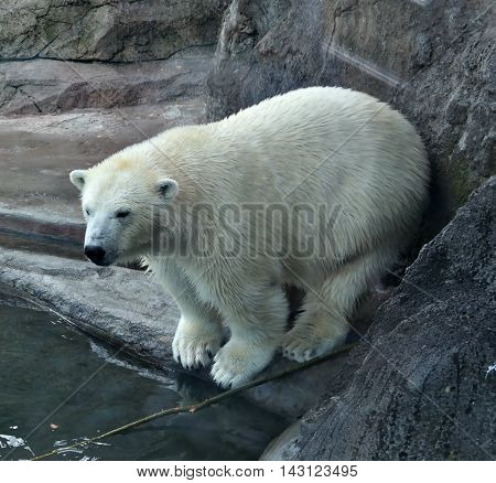 the great white polar bear 