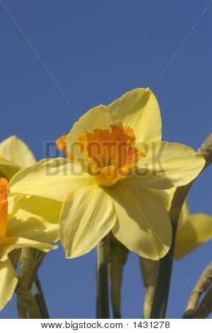 Daffodil