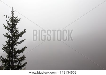 pine tree dark silhouette on mist backgroung