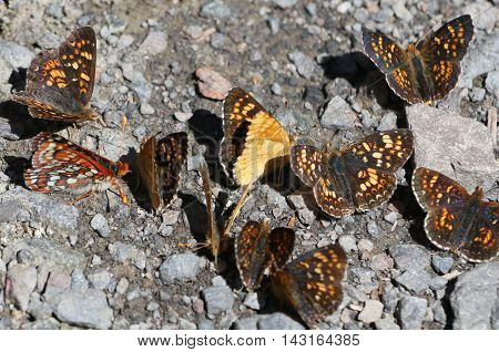 Field Crescent Butterflies (Phyciodes pulchella) at Olympic National Park