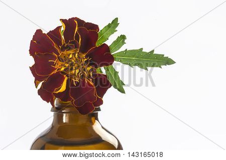 Small bottle of essential oil Tagetes flowers extract