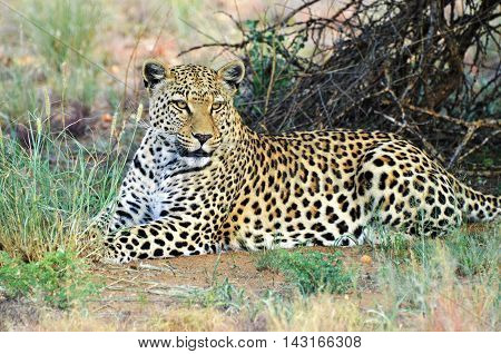 Africa. Namibia. Leopard