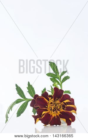 Small bottle of essential oil Tagetes flowers extract