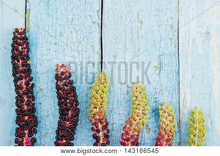 Line from violet flowers of Lakonos American on the blue wooden background