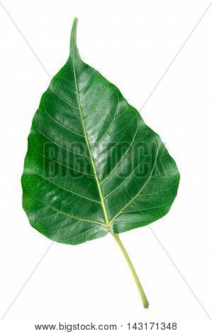 Green leaf Pho leaf, (bo leaf,bothi leaf) isolated on white background.