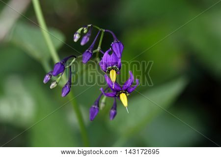 Flowers of a bittersweet nightshade (Solanum dulcamara).