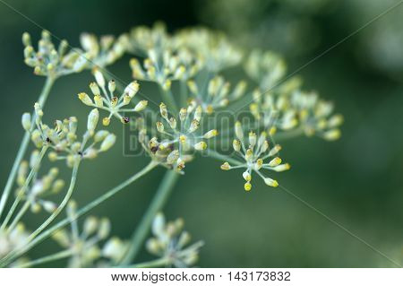Seed on a Fennel plant (Foeniculum vulgare)