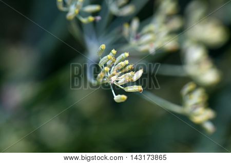 Seed on a Fennel plant (Foeniculum vulgare)