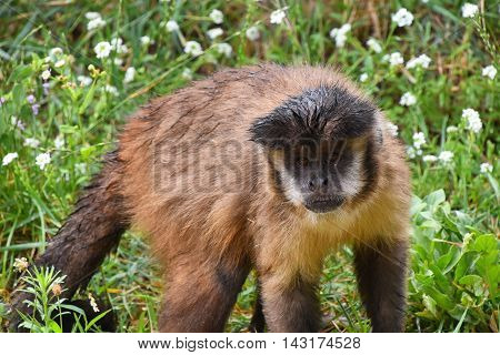 Brown Tufted Capuchin Monkey Male In Green Grass