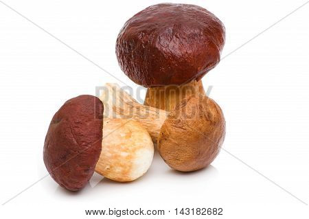 Porcini Mushroom with Rosemary Porcini Mushroom with Rosemary isolated on white background