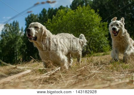 Two Racing Dogs
