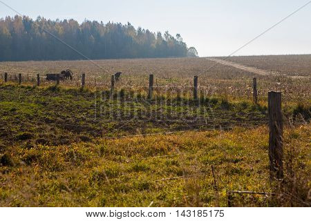 Rural landscape with wooden fence forest man horse with wagon and road at fall on a sunny day
