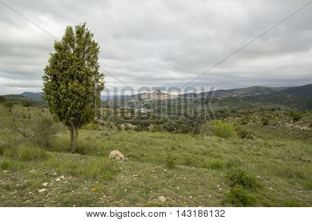 Tree and Morella in Castellon, Valencia, Spain