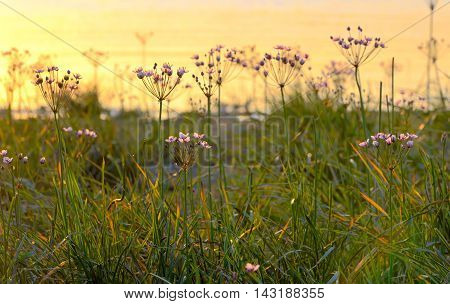 Flowering rush (Butomus umbellatus) at sunset, close up