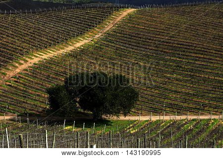 Vineyard area in Casablanca Valley, Valparaiso, Chile