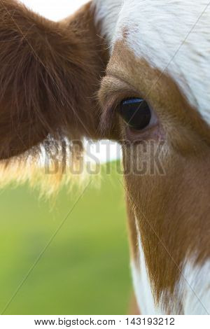Right profile of cow grazing in a meadow