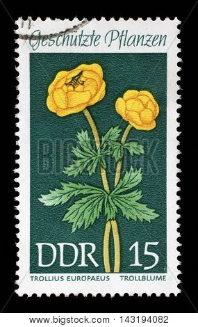 ZAGREB, CROATIA - JULY 02: A stamp printed in the DDR (East Germany) shows Protected Plants Globeflower, Trollius europaeus, circa 1969, on July 02, 2014, Zagreb, Croatia