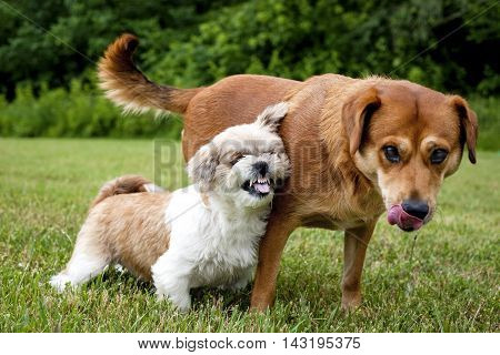 Little Shih-Tzu snarling at much bigger dog standing next to her
