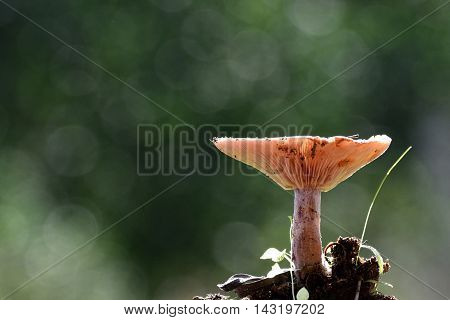 Lactarius deliciosus, commonly known as the saffron milk cap and red pine mushroom, is one of the best known members of the large milk-cap genus Lactarius in the order Russulales.