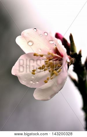 The almond (Prunus dulcis) is a species of tree native to the Middle East, the Indian Subcontinent and North Africa.