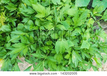 white mugwort plants in nature background thai
