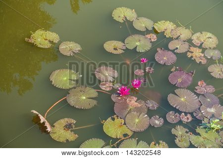 water red lilies nymphaea pubescens on nutural