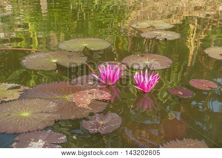 water red lilies nymphaea pubescens on nutural