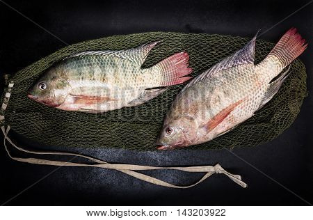 fresh tilapia fishes on black wooden backgrund.