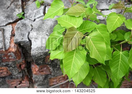 Bodhi tree young (Ficus religiosa) Growing from the wall