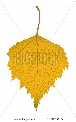 ใบไม้ Birch.eps