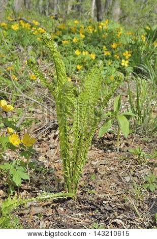 A close up of the young fern at spring.