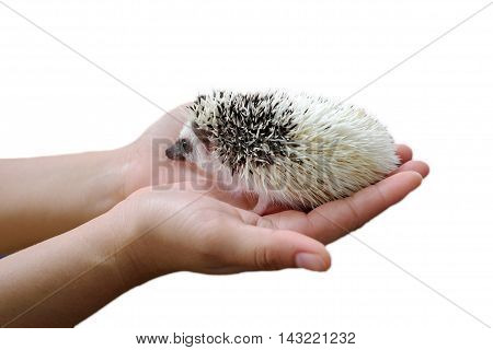 Little hedgehog sits in hands isolated on white background