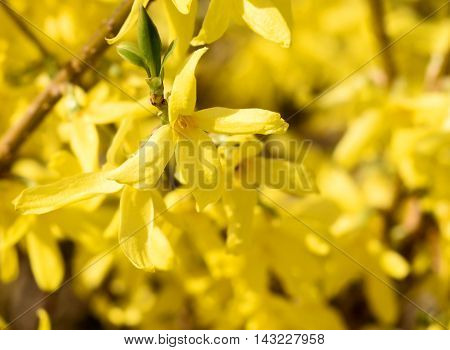 Blossoming forsythia bus or flowers with selective focus. Close-up shot with copy space.