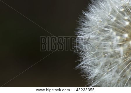 Dandelion's seed head on the right in black background
