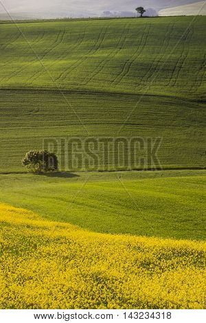 Orciano Pisano Pisa Tuscany Italy view of hills covered with rape landscape