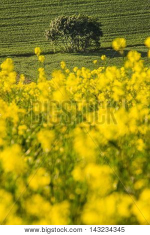 Orciano Pisano Pisa Tuscany Italy view of hills covered with rape landscape
