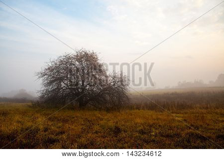 Abandoned mysterious apple-tree garden filled with fog at sunrise