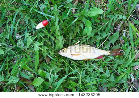 rudd and fishing gear on the grass