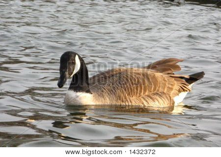 Канадский гусь на наш пруд