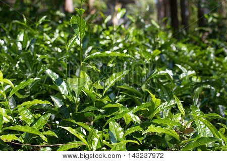Tea Leaves On  Plantation. Coonor, Nilgiri, India, Tamil Nadu