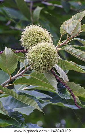 American chestnut (Castanea dentata). Close up image of fruits