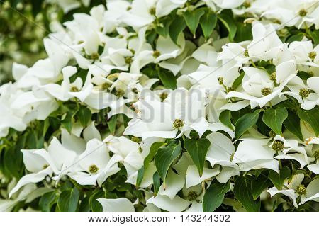 Kousa Dogwoods flowering in a spring garden