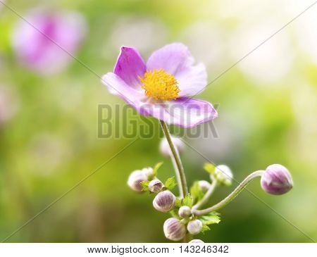 Pink anemone hupehensis or thimble weed in the sun, with selective focus.