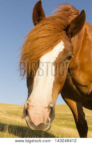 curious horse in a sunny day in a meadow