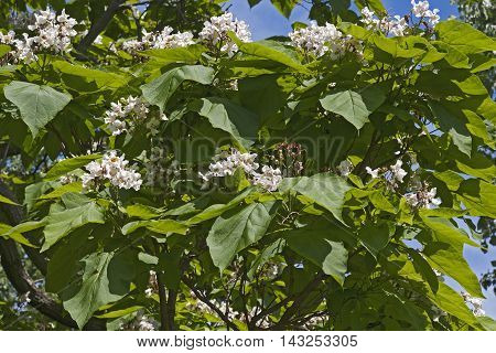 Northern catalpa tree in blossom (Catalpa speciosa). Called Hardy Catalpa Western Catalpa Cigar Tree and Catawba-tree also